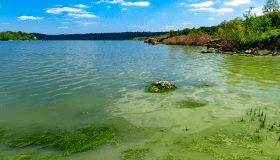 A lake with greenish water and visible algae near the shoreline, showing signs of a harmful algal bloom under a bright blue sky.