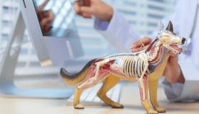 A veterinarian points at a computer screen while holding a transparent anatomical dog model that shows the skeleton and internal organs on a desk.