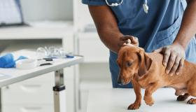 Veterinarian in scrubs examines a small brown dachshund standing on an exam table in a bright veterinary clinic, with medical tools and supplies visible nearby.