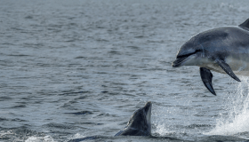 Two bottlenose dolphins in open water, one leaping above the surface