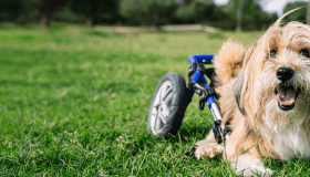 A small, long-haired golden dog lies on a sunny green lawn, mouth open in a joyful expression. A blue adaptive wheelchair is positioned behind the dog, suggesting the animal uses it for mobility assistance.