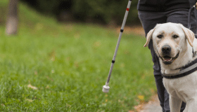 A yellow Labrador Retriever wearing a guide dog harness walks alongside a person using a white cane on a paved path.