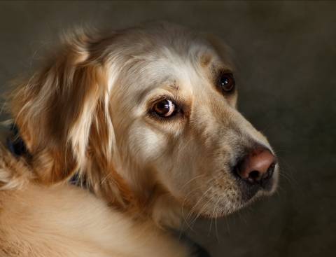 Photo of golden retriever looking at camera