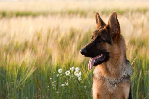 Photo of German Shepard in a field