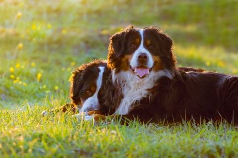 Two dogs laying in grass