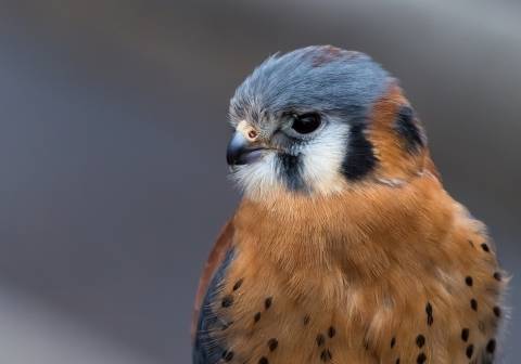 a close-up of a raptor