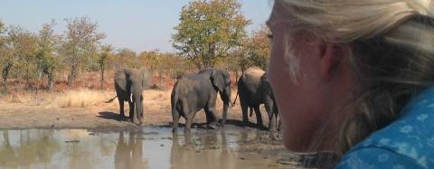 Wildlife_elephants