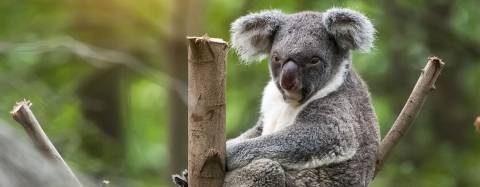 Koala
