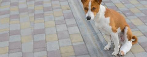 Dog Cast