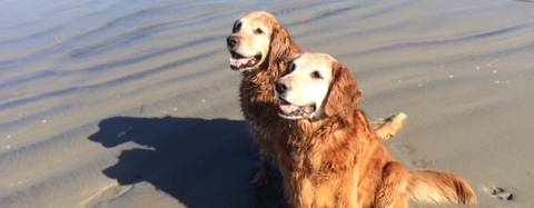Golden Retrievers