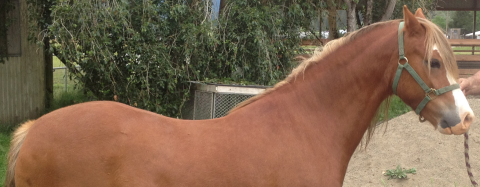 Horse
