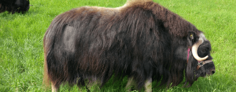 Musk Ox