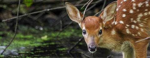 Deer