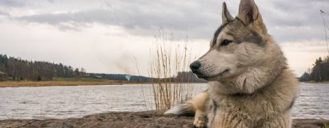 Dog