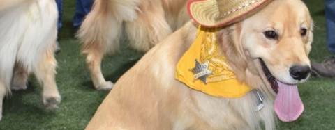 Golden Retriever