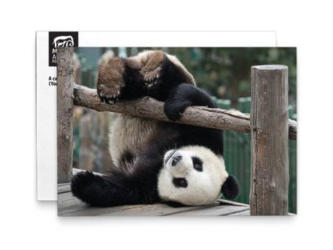 Image of front of the Panda Photo Birthday Card 