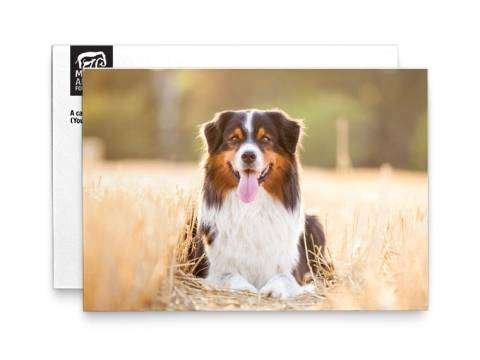 Image of front of the Dog Photo Honor Card 