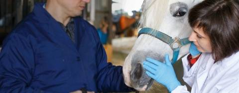 Horse