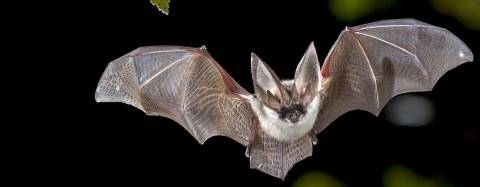 Bat
