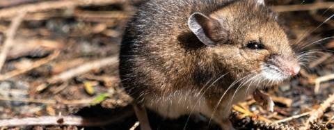 Pocket Mouse