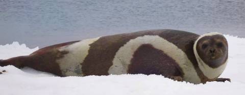 Seal