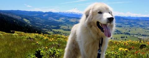 Oso