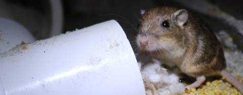 Pacific Pocket Mouse