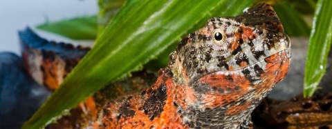 Crocodile Lizzard