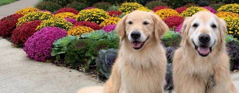 Golden Retrievers
