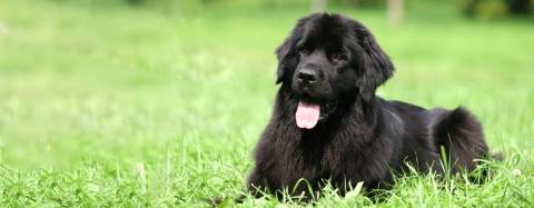 Newfoundland