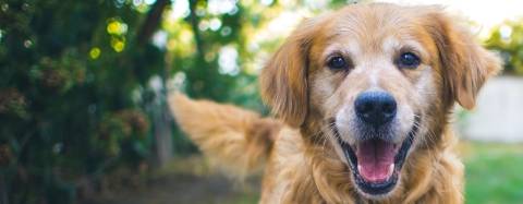 Golden Retriever