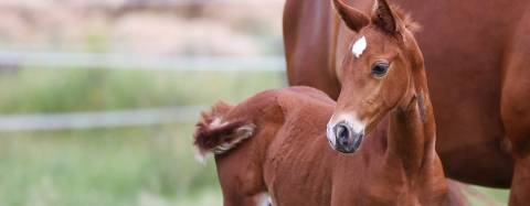 Horses