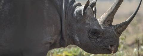 Black Rhinoceros