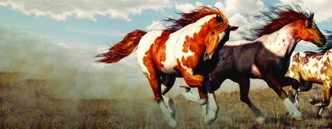Horses