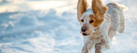 Dog running in snow