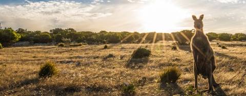 kangaroo at sunset