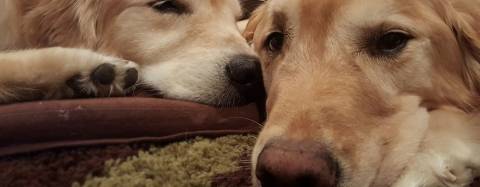 Faye Silverman's Golden Retrievers