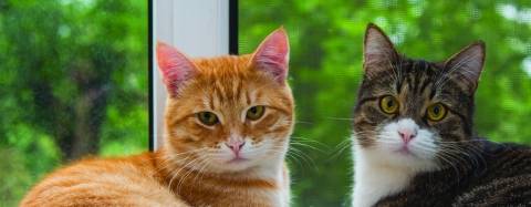Cats