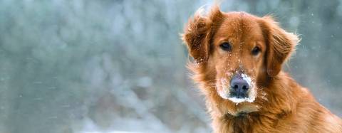 Golden retriever in the snow