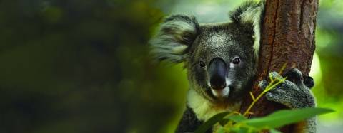 Koala in a tree