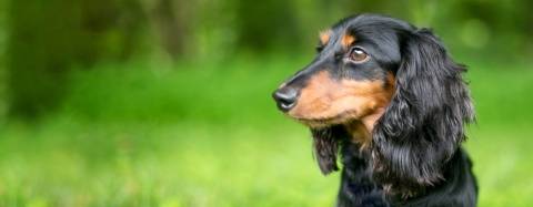 Dachshund