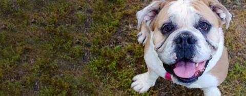 English bulldog