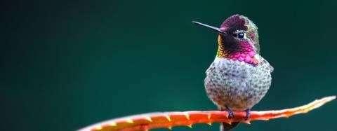 Hummingbird