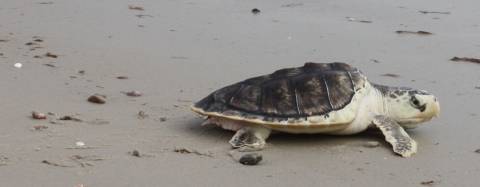 Sea turtle in the sand
