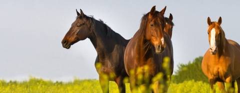 Horses in a field