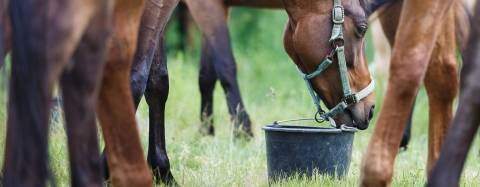 Horses