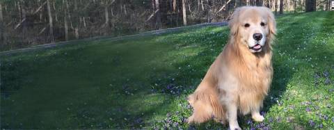 Golden Retriever Hero Dog