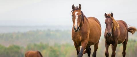 Horses