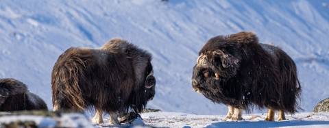 Musk Oxen