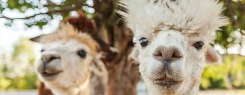 Alpacas